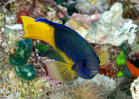 Pomacentrus auriventris (Goldbelly Damsel)