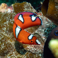 Coris gaimard (Yellowtail Coris)