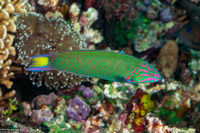 Thalassoma lunare (Crescent Wrasse)