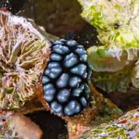 Phyllidiella pustulosa (Pustulose Phyllidia)