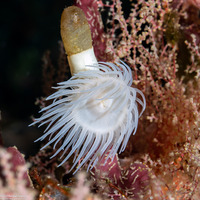 Nemanthus annamensis (Gorgonian Wrapper)
