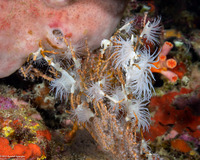 Nemanthus annamensis (Gorgonian Wrapper)