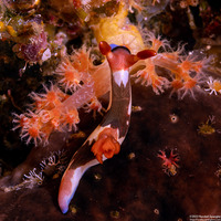 Nembrotha chamberlaini (Chamberlain's Nembrotha)