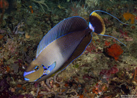 Naso vlamingii (Bignose Unicornfish)
