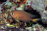 Chromis atripes (Darkfin Chromis)