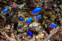 Pomacentrus coelestis (Neon Damsel)