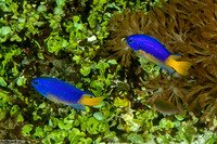 Pomacentrus auriventris (Goldbelly Damsel)