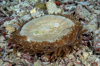 Fungia fungites (Common Mushroom Coral)