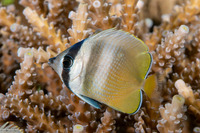 Chaetodon kleinii (Blacklip Butterflyfish)