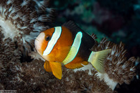 Amphiprion clarkii (Clark's Anemonefish)