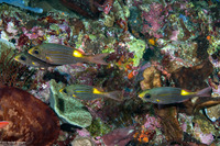 Gnathodentex aureolineatus (Striped Large-Eye Bream)