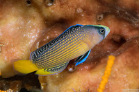 Manonichthys splendens (Splendid Dottyback)