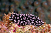 Phyllidiella pustulosa (Pustulose Phyllidia)