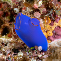 Clavelina coerulea (Clavelina Coerulea)