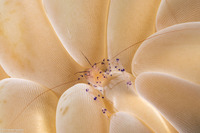 Vir colemani (Coleman's Bubble Coral Shrimp)