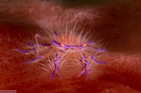 Lauriea siagiani (Hairy Squat Lobster)