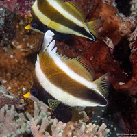 Heniochus chrysostomus (Pennant Bannerfish)