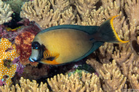 Acanthurus pyroferus (Mimic Surgeonfish)