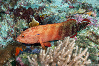 Cephalopholis urodeta (Flagtail Grouper)