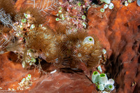 Acrozoanthus australiae (Stick Anemone)