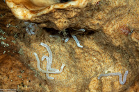 Synaptula lamperti (Lampert's Sea Cucumber)