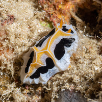 Reticulidia fungia (Mushroom Coral Reticulidia)