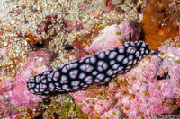 Phyllidiella pustulosa (Pustulose Phyllidia)