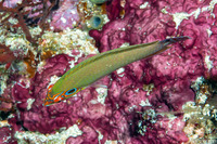 Halichoeres melasmapomus (Black-Eared Wrasse)