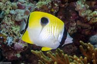 Chaetodon unimaculatus (Teardrop Butterflyfish)