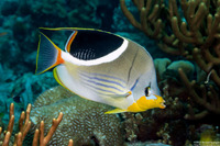 Chaetodon ephippium (Saddled Butterflyfish)