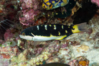 Thalassoma jansenii (Jansen's Wrasse)