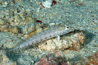 Parapercis clathrata (Latticed Sandperch)