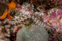 Pteraeolidia semperi (Blue Dragon Nudibranch)