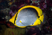 Chaetodon melannotus (Black-Backed Butterflyfish)