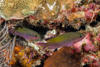 Lepidozygus tapeinosoma (Fusilier Damsel)