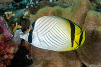 Chaetodon vagabundus (Vagabond Butterflyfish)