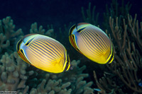 Chaetodon lunulatus (Redfin Butterflyfish)