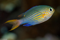 Pycnochromis lineatus (Lined Chromis)