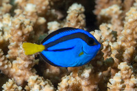 Paracanthurus hepatus (Palette Surgeonfish)