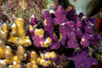 Chalinula nematifera (Coral Killing Sponge)