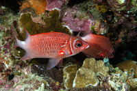 Sargocentron caudimaculatum (Tailspot Squirrelfish)