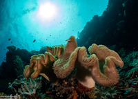 Sarcophyton trocheliophorum (Elephant Ear Coral)