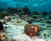 Nemateleotris magnifica (Fire Dartfish)