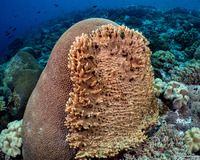 Sinularia sp.1 (Leather Coral)