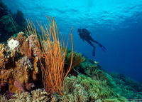 Ellisella cercidia (Ellisella Cercidia)