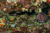 Pterocaesio randalli (Randall's Fusilier)