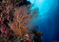 Melithaea sp.1 (Melithaea sp.1)