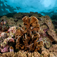 Heliopora coerulea (Blue Coral)