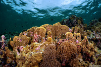 Millepora sp.2 (Plate Fire Coral)