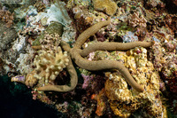 Linckia guildingi (Green Linckia)